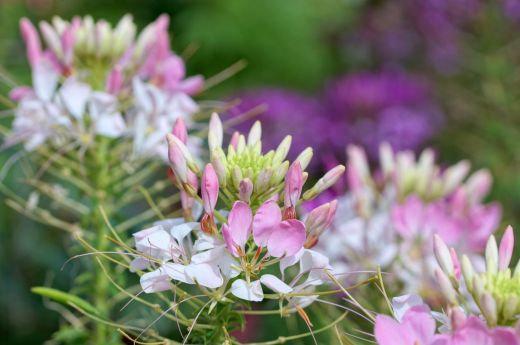 Kleoma Cleome spinosa 400 seeds Vesta Market