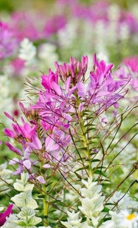 Kleoma Cleome spinosa 400 seeds - Vesta Market
