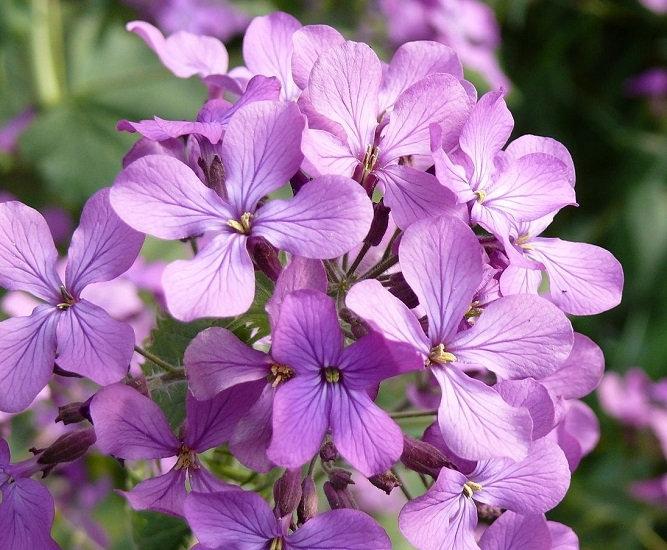 Hoary Stock 1000 Seeds. Intense fragrance flower - Vesta Market