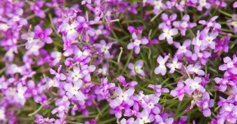 Hoary Stock 1000 Seeds. Intense fragrance flower - Vesta Market