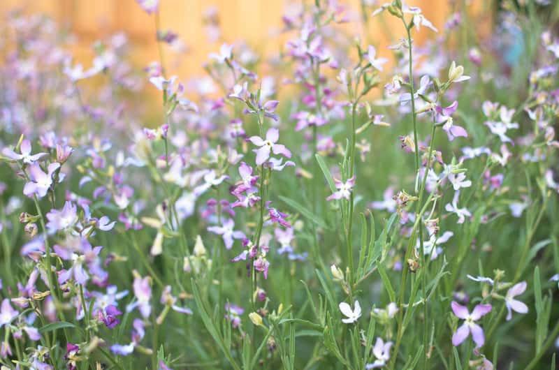 Hoary Stock 1000 Seeds. Intense fragrance flower - Vesta Market