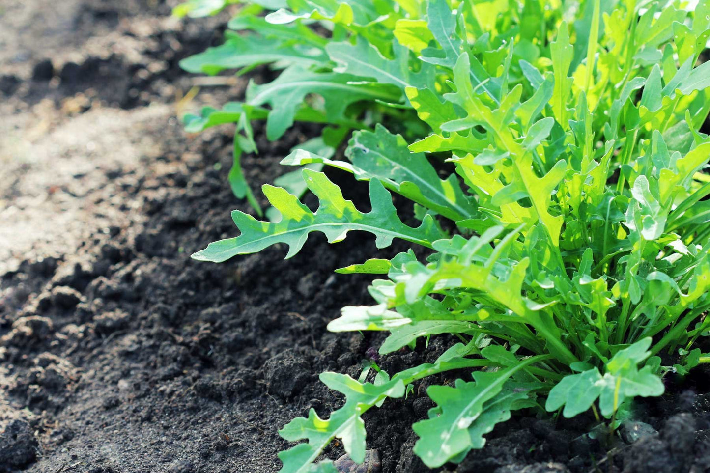 Arugula Seeds 2g (around 800 seeds) - Vesta Market