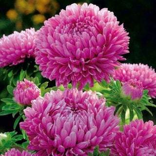 Hordelin Dwarf Aster - Pink 200 seeds - Vesta Market