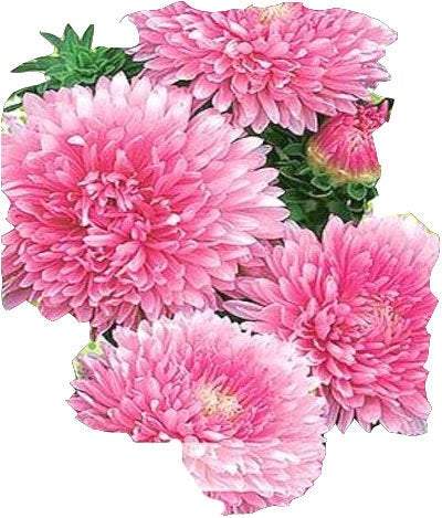 Hordelin Dwarf Aster - Pink 200 seeds - Vesta Market