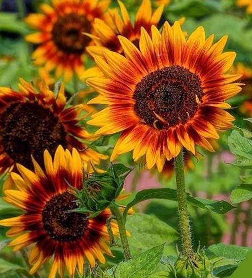 Ornamental Sunflower Twilight Zone 10 seeds - Vesta Market
