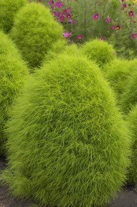 Summer Cypress 500 seeds Vesta Market