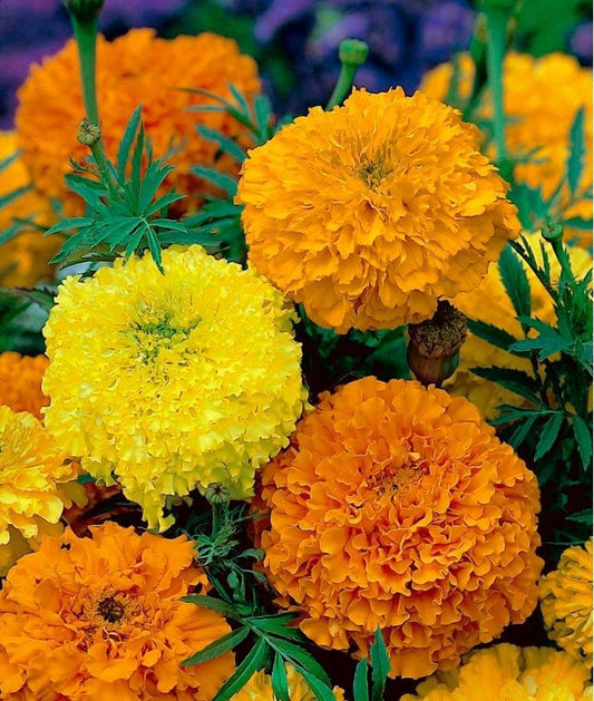 African Marigold Mixed Colors 50 seeds - Vesta Market