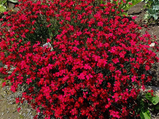 Carnation Seeds Red Carmine 100 Seeds - Vesta Market