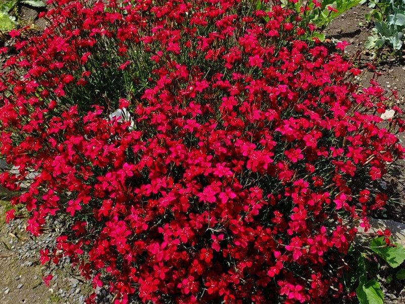 Carnation Seeds Red Carmine 100 Seeds - Vesta Market