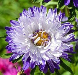 Aster Tall Princess Ruckley Supreme Flower 100 seeds - Vesta Market