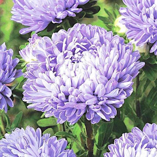 Aster Tall Princess Zefir 100 seeds - Vesta Market