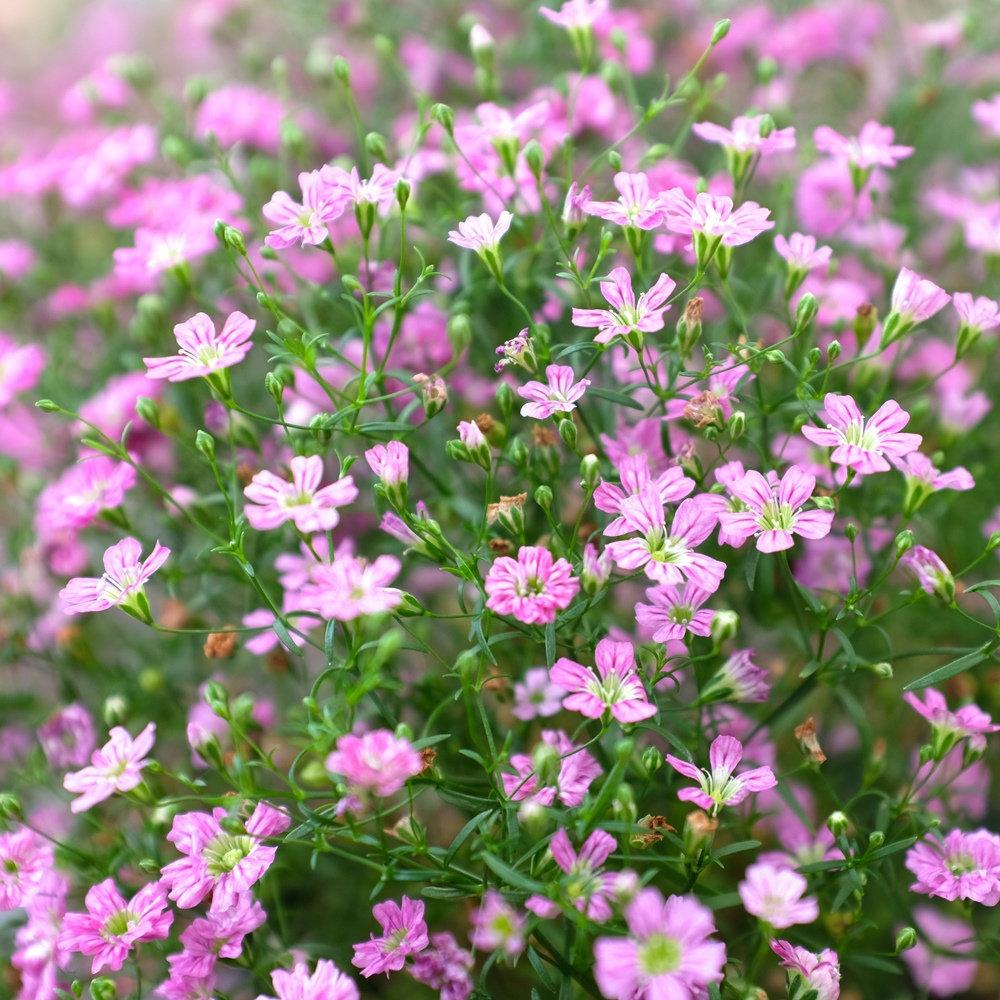 Creeping Baby's Breath Flower Pink (Gypsophila) 100 seeds. - Vesta Market
