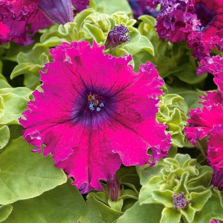 Petunia Jagged Flowers Purple 80 seeds Vesta Market