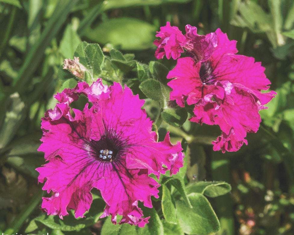 Petunia Jagged Flowers Purple 80 seeds - Vesta Market