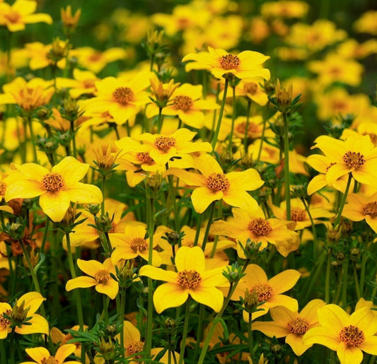 Arizona Beggarticks Flower 20 Seeds - Vesta Market