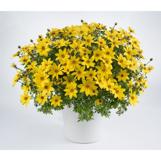 Arizona Beggarticks Flower 20 Seeds - Vesta Market