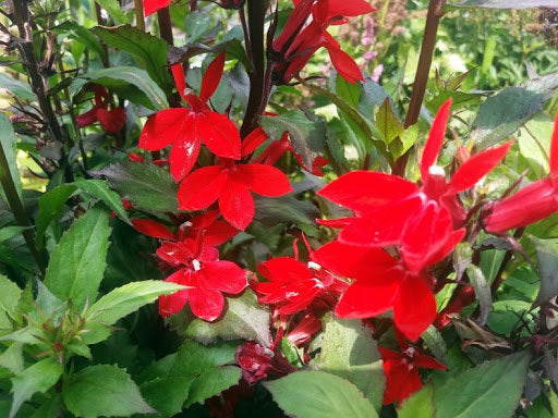 Lobelia Red - 100 Seeds - Vesta Market