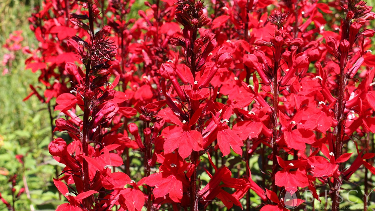 Lobelia Red - 100 Seeds - Vesta Market