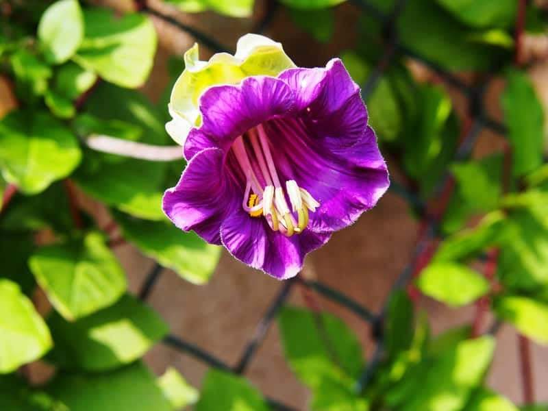 6 seeds Cathedral Bells PURPLE Climbing Kobea - Vesta Market