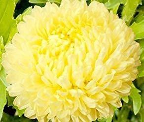 Aster Tall Paeony Sonata 200 seeds. - Vesta Market