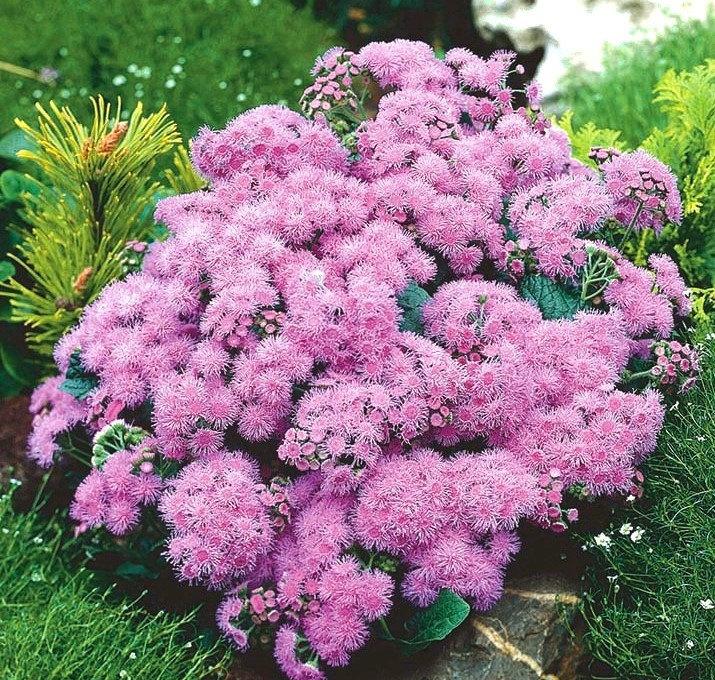 Flossflower Pink 800 seeds - Vesta Market