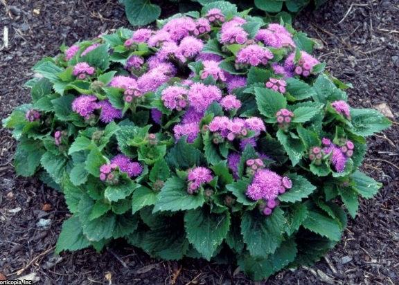 Flossflower Pink 800 seeds - Vesta Market