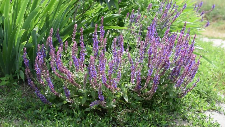 Garden Sage 30 seeds - Vesta Market