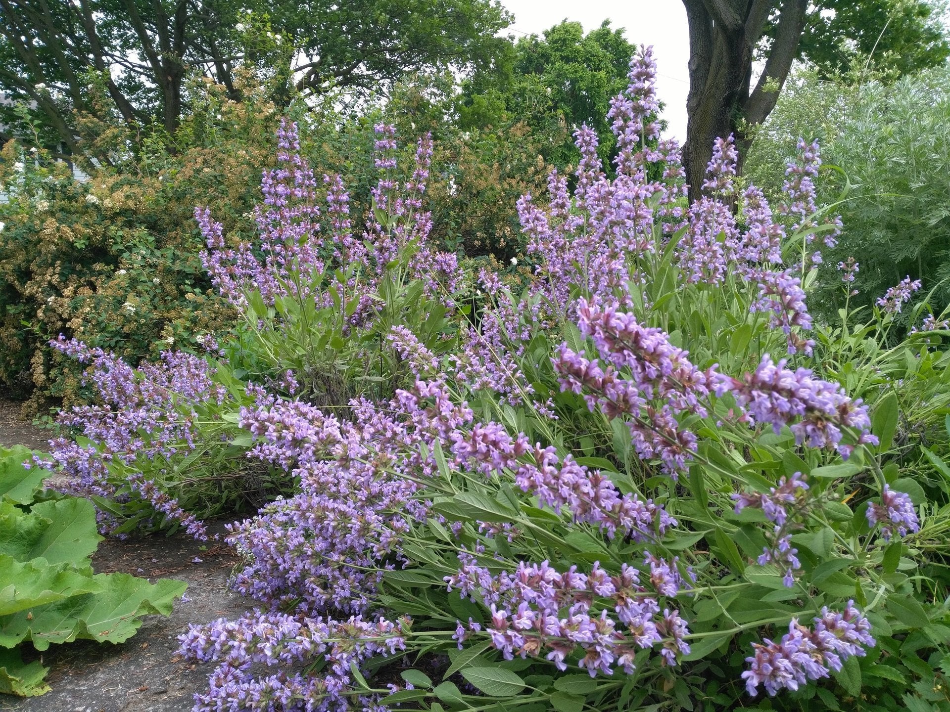 Garden Sage 30 seeds - Vesta Market