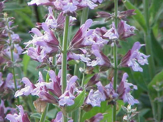 Garden Sage 30 seeds - Vesta Market