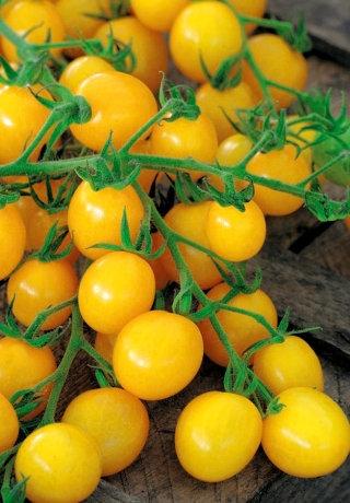 Grape Lemon Tomato - Vesta Market