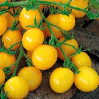 Grape Lemon Tomato - Vesta Market