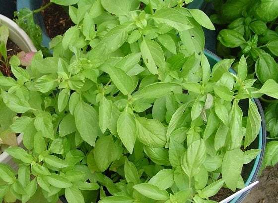 Lemon Basil 200 seeds - Vesta Market