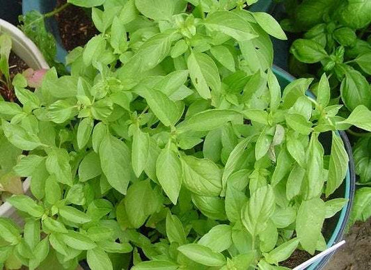 Lemon Basil 200 seeds - Vesta Market