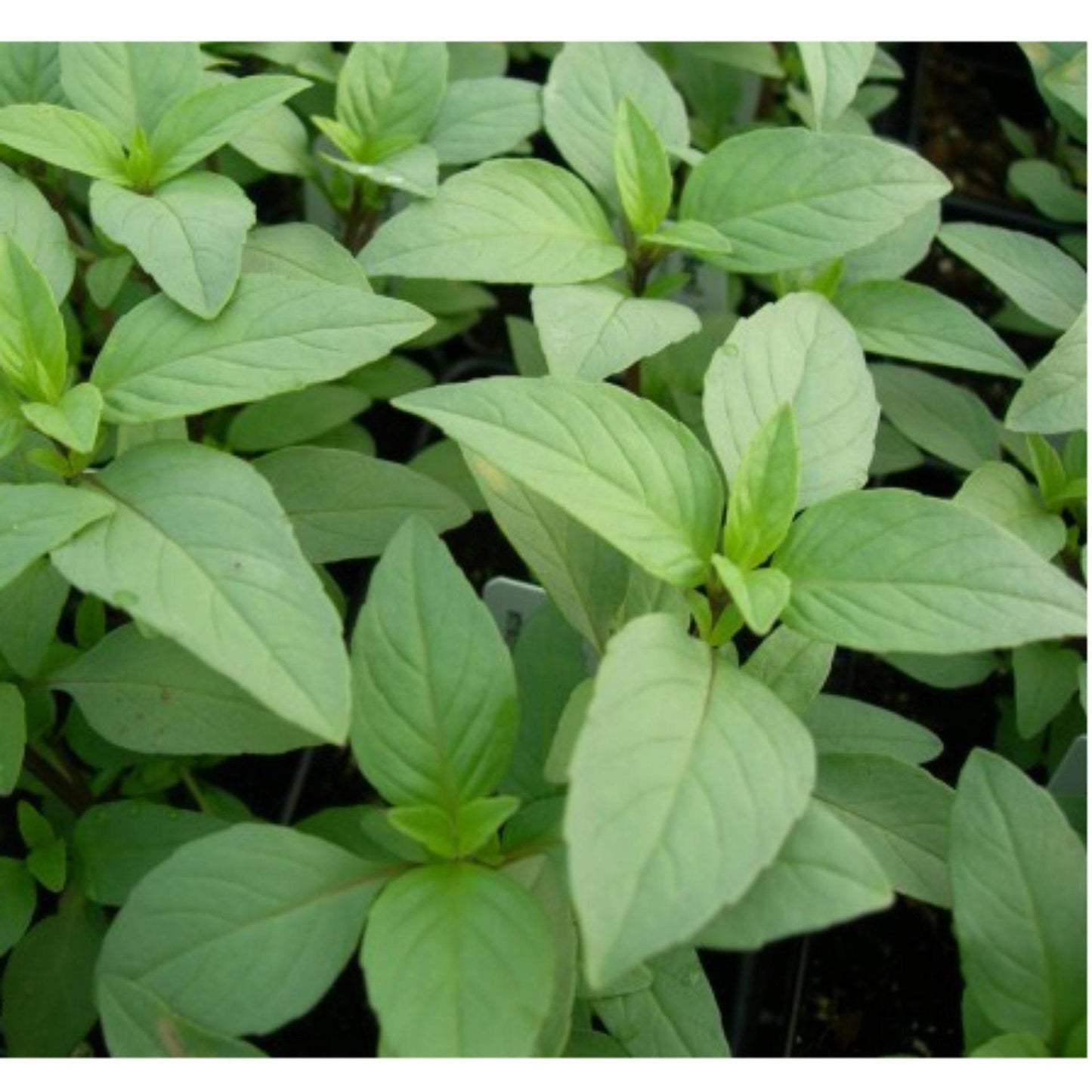 Lemon Basil 200 seeds - Vesta Market