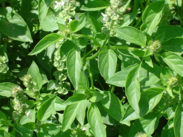 Lemon Basil 200 seeds - Vesta Market