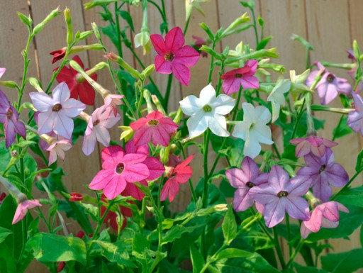 Jasmine Tobacco Flower 500 seeds - Vesta Market