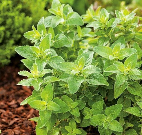 Oregano 200 Seeds - Vesta Market