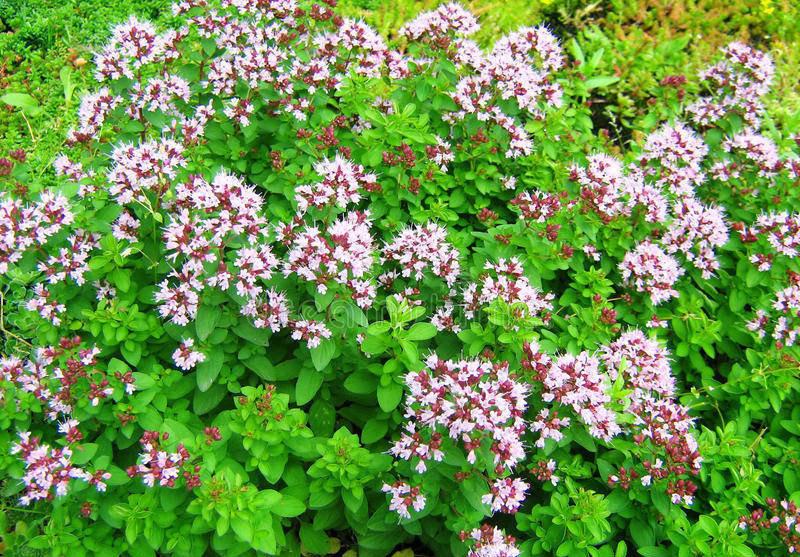 Oregano 200 Seeds - Vesta Market