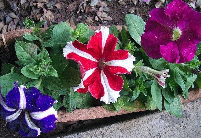 Petunia Dwarf Star Mixed Colors 50 Seeds - Vesta Market
