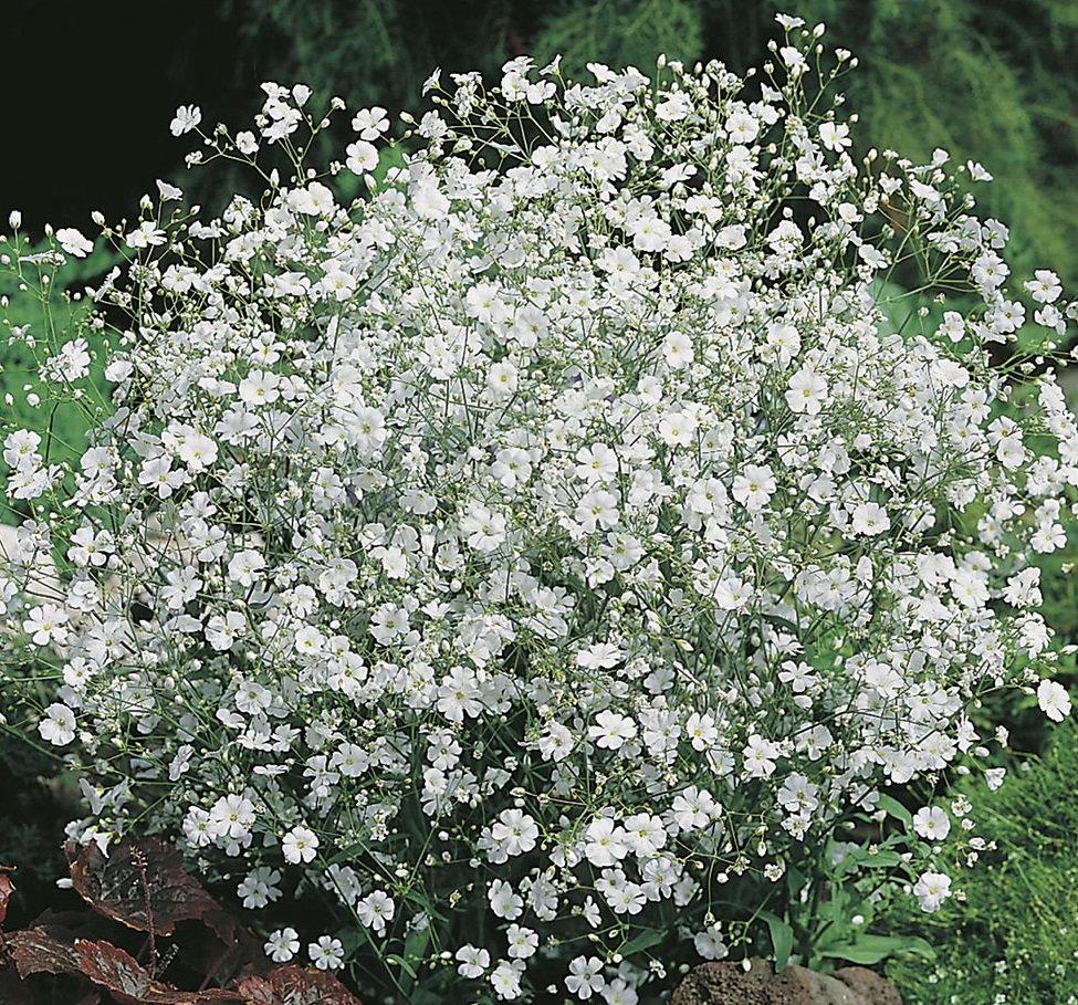 Creeping Baby's Breath Flower (Gypsophila) White 200 seeds. - Vesta Market