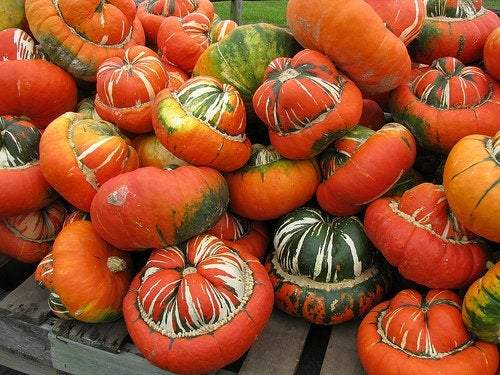 Pumpkin - Turkish Turban - 10 seeds - Vesta Market