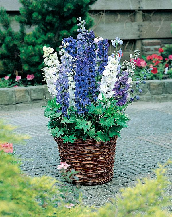 Pacific Lark 100 Seeds - Vesta Market