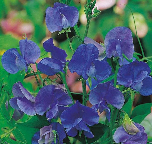 Sweet Pea Flower Royal Navy Blue 30 Seeds Vesta Market