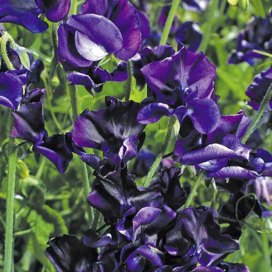 Sweet Pea Flower Royal Navy Blue 30 Seeds Vesta Market
