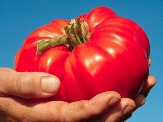 Tomato Buffalo Heart Oxheart seeds Vesta Market