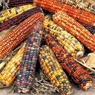 Mexican Colored Corn 30 Seeds - Vesta Market