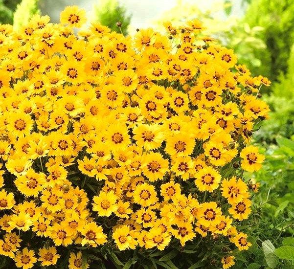 Plains Coreopsis 200 seeds - Vesta Market