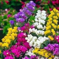 Statice Flower Mixed Colors 25 seeds Vesta Market