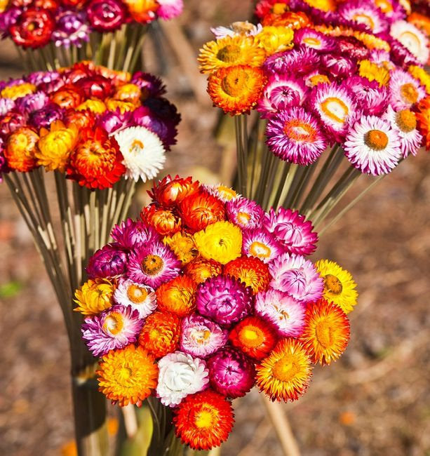 Strawflower Mix Colors 100 seeds Vesta Market