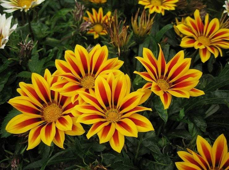 Shiny Gazania Mixed Colors 100 seeds Vesta Market